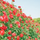 장자호수공원 장미터널 이미지