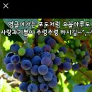 포도송이