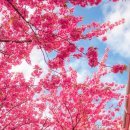 봄날 - 전주시 완산구 서학3길 44 | 봄날