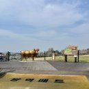 해미천 | 서산 벚꽃 명소 | 한우목장길, 해미천 (2026.4.14일 개화상황)