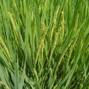 다솜농장 이미지