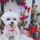 속초애견 더 이쁘개 이미지