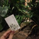 숲속카페브런치 | 어반플랜트 합정점 추천 / 후기 : 합정 숲속 브런치 카페