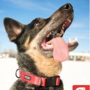 독앤트리 이미지