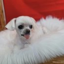 개-1번지 이미지