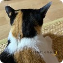 고양이이야기 | 고양이 사상충 약 넥스가드 콤보 사용 후기 | 산책하는 제주 고양이 수리의 예방 루틴