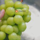 샤인유치원 | 어린이 간식 추천, 아기 샤인머스켓 씨없는포도 투미푸릇 후기