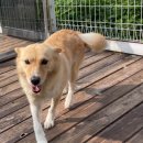 러브독 애견스쿨 이미지