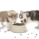 펫프레시 이미지