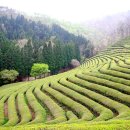 진해목장 이미지