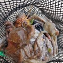 삼천포대양낚시