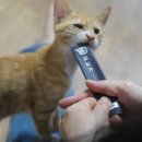 반려동물보감연구소 이미지