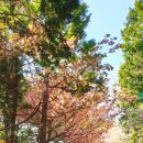 중앙공원 산책로 이미지