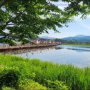 문산파출소 | 두물머리 연꽃 &amp; 세미원 연꽃 ( 연꽃 개화상황, 연꽃축제, 주차)