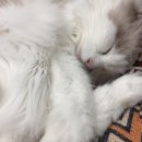 고양이카페 랙돌 | 부산대 고양이카페 랙돌 솔직후기 내돈내산