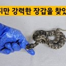 뱀이 무서운 사람에게 희소식 이미지