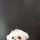 루이스독 이미지