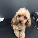 Re Pet 애견샵 이미지