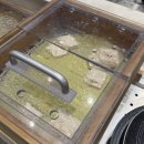 와플 스테이션 | 애슐리퀸즈 마곡점 주말 런치 후기 딸기축제 메뉴 및 웨이팅 정보