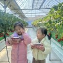 성남농장 | 분당 성남 딸기농장 '딸기랑' 후기