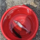 무지개타운 | [당진 여행] 도비도에서 소난지도 / 무지개타운 후기