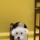 귀요미제작소 이미지