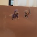 츄츄살롱 이미지