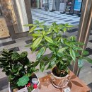 메이브리즈 | 세종 무인 꽃집 메이브리즈 가격 좋아서 남기는 후기