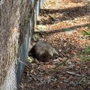 (주) 우리운송 | 시드니 여행 후기 5 - 다섯번째 날 / Chat Thai, Milk Flower, 타롱가 주