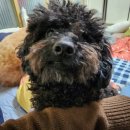 준펫살롱 이미지