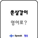 864 | 스픽 연속 864일차 영어회화공부 내돈내산 후기 가격 할인 코드
