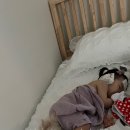 지니아 민박 네이버블로그