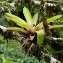 아나나스 이미지