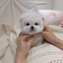 츄스타일(chu style) 이미지