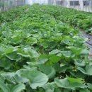 초롱농장 이미지