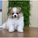 도그의 하루 이미지