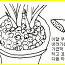 한국춘란 십일(11)월달의 배양 관리(662) 이미지