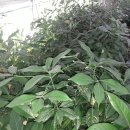 여주-0091 이미지