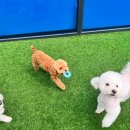 파브 퍼피 이미지