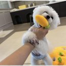 즐거운 애견미용 이미지