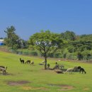 노을목장 이미지