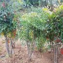 남천식품 이미지