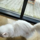 바보나무사진카페