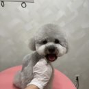 펫피르그루밍 이미지