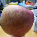 영시기과일이야기 이미지