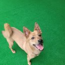 빌리프독 킨더가든 이미지