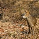 고라니 [Chinese water deer] 이미지