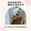 24시 지구촌메디컬센터 미용실 | 털복숭이 만두, 시원한 물개컷 하고 왔어요!