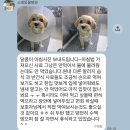 인천 소래동물병원 말티푸 양측 슬개골탈구3기 수술+ 유치발치+스케일링 퇴원후기 (3)