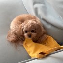 프레셔스독 | 0904 씨티의 유치원 일기🩵 서판교 프레셔스독 픽드랍🤩